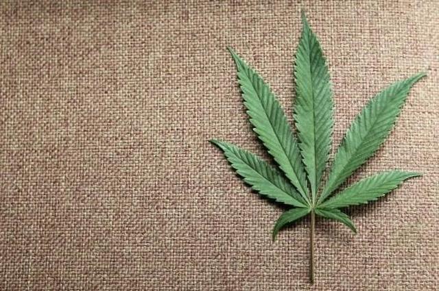 杜兰特入股全球最大的医疗大麻合法种植公司(3)