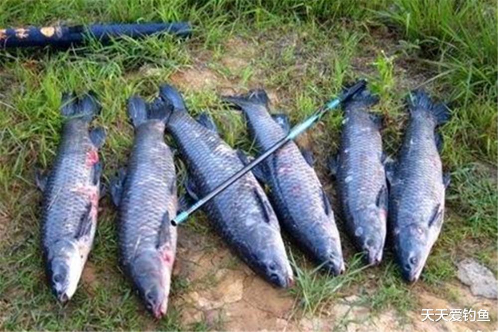 详解“无铅钓法”，钓得更远、上鱼更大，野钓和黑坑，守大鱼专用(1)