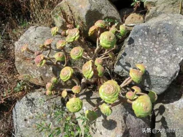 西甲加那利群岛 西班牙加那利群岛的莲花掌属介绍Aeonium(2)