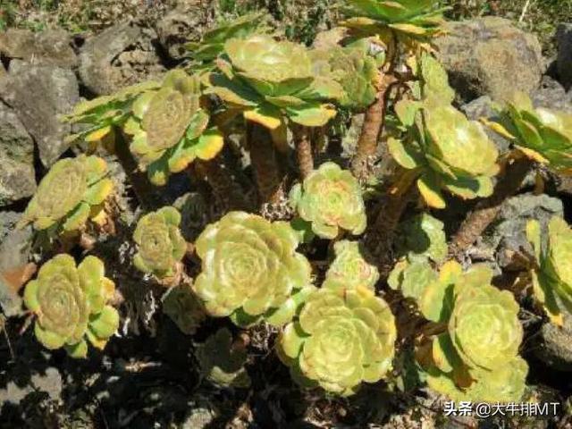 西甲加那利群岛 西班牙加那利群岛的莲花掌属介绍Aeonium(3)