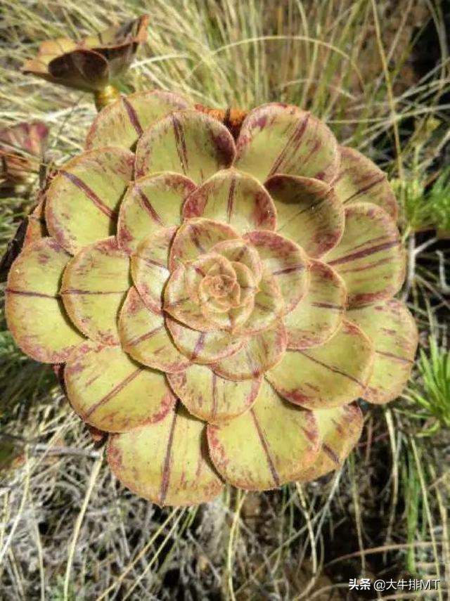 西甲加那利群岛 西班牙加那利群岛的莲花掌属介绍Aeonium(4)