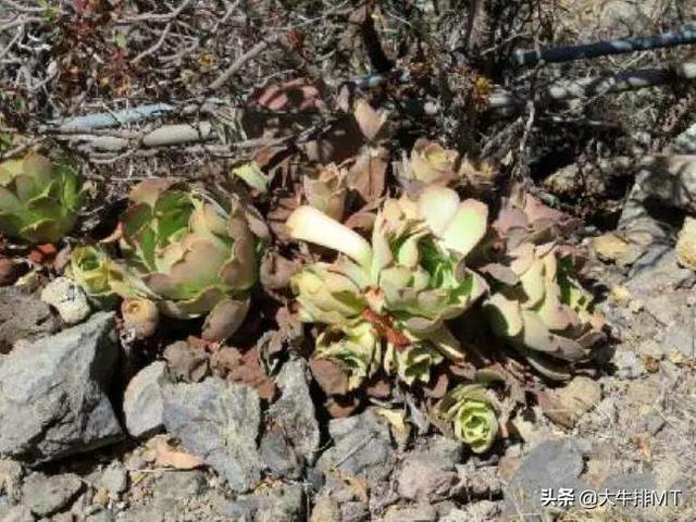 西甲加那利群岛 西班牙加那利群岛的莲花掌属介绍Aeonium(9)