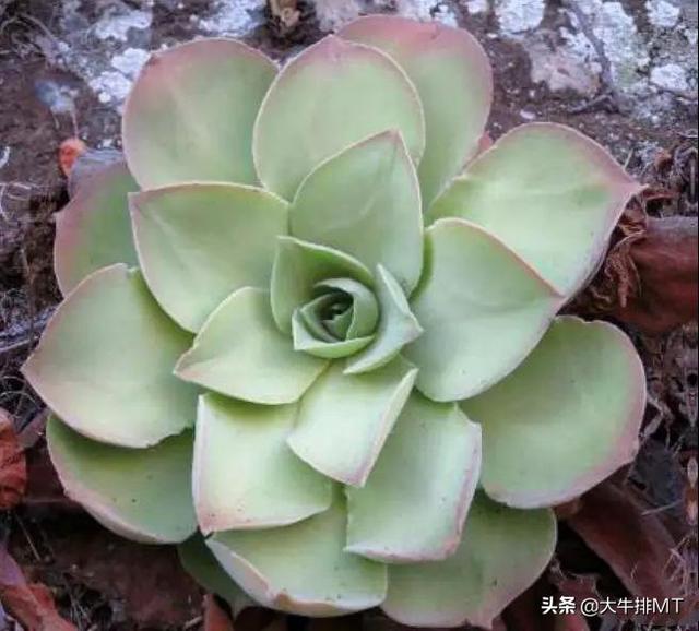 西甲加那利群岛 西班牙加那利群岛的莲花掌属介绍Aeonium(10)
