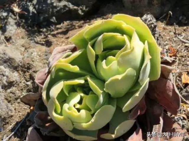 西甲加那利群岛 西班牙加那利群岛的莲花掌属介绍Aeonium(12)