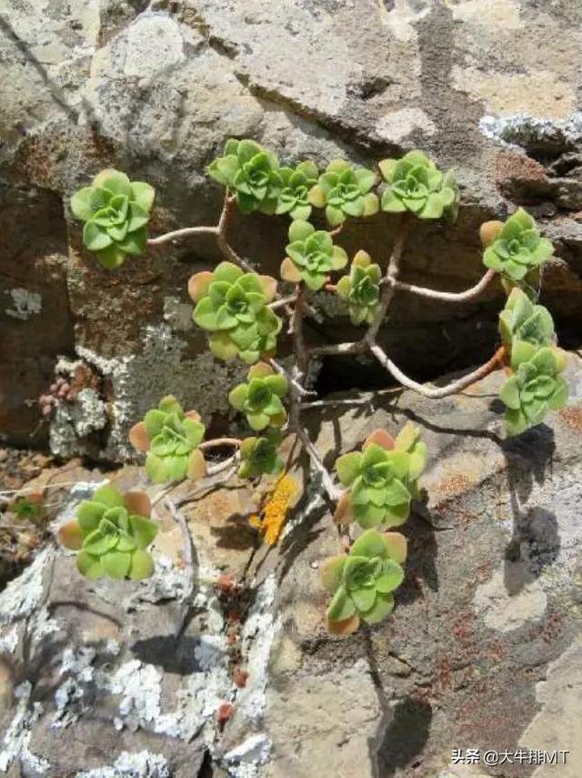 西甲加那利群岛 西班牙加那利群岛的莲花掌属介绍Aeonium(13)
