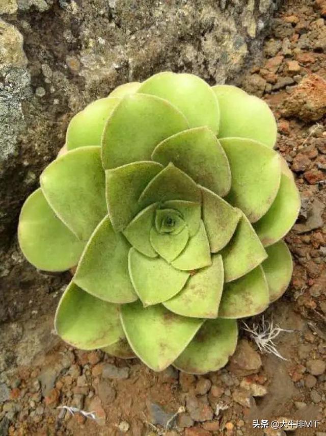 西甲加那利群岛 西班牙加那利群岛的莲花掌属介绍Aeonium(14)