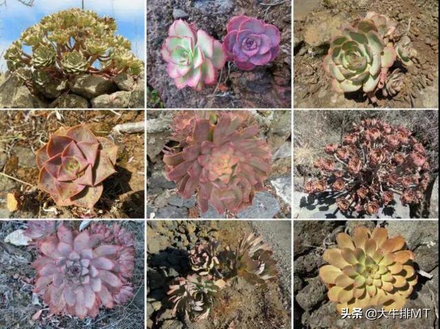 西甲加那利群岛 西班牙加那利群岛的莲花掌属介绍Aeonium(15)