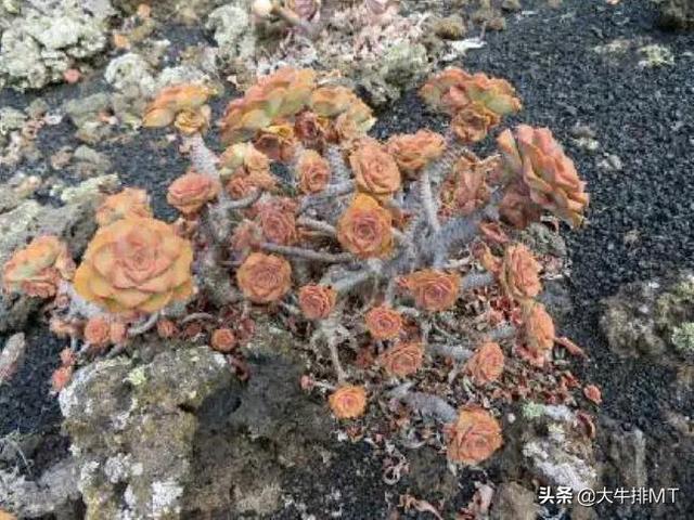 西甲加那利群岛 西班牙加那利群岛的莲花掌属介绍Aeonium(17)