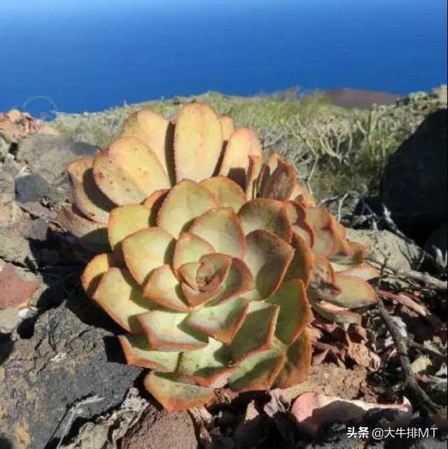 西甲加那利群岛 西班牙加那利群岛的莲花掌属介绍Aeonium(18)