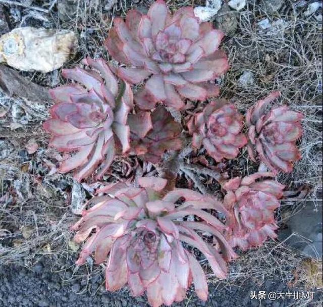西甲加那利群岛 西班牙加那利群岛的莲花掌属介绍Aeonium(19)