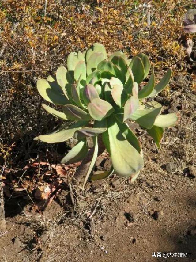西甲加那利群岛 西班牙加那利群岛的莲花掌属介绍Aeonium(20)