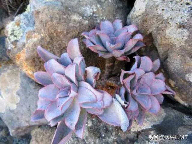 西甲加那利群岛 西班牙加那利群岛的莲花掌属介绍Aeonium(22)