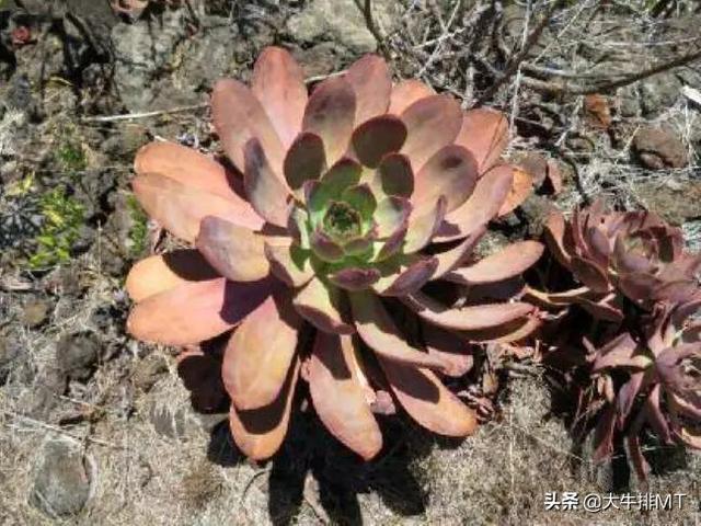 西甲加那利群岛 西班牙加那利群岛的莲花掌属介绍Aeonium(23)