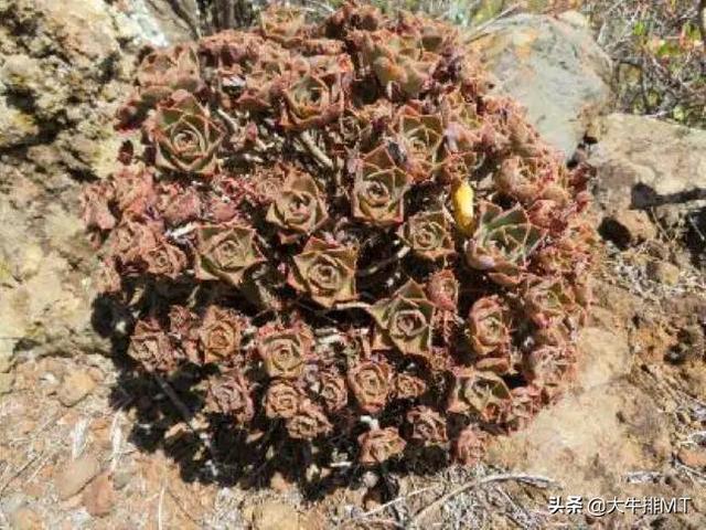 西甲加那利群岛 西班牙加那利群岛的莲花掌属介绍Aeonium(25)