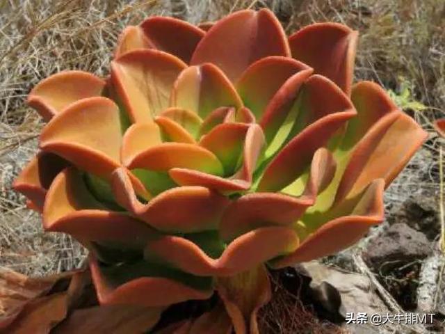 西甲加那利群岛 西班牙加那利群岛的莲花掌属介绍Aeonium(27)