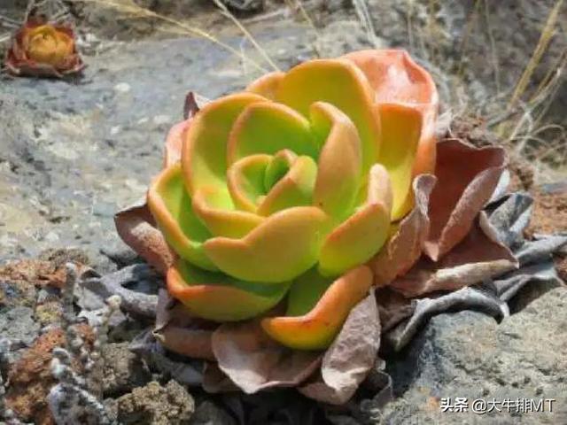 西甲加那利群岛 西班牙加那利群岛的莲花掌属介绍Aeonium(28)