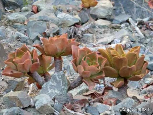 西甲加那利群岛 西班牙加那利群岛的莲花掌属介绍Aeonium(29)