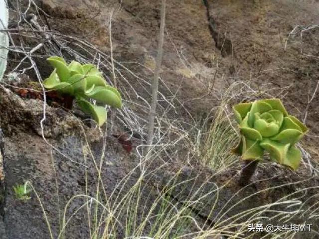 西甲加那利群岛 西班牙加那利群岛的莲花掌属介绍Aeonium(30)