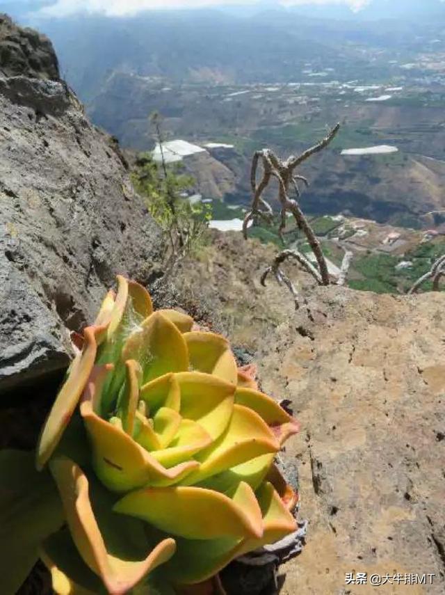 西甲加那利群岛 西班牙加那利群岛的莲花掌属介绍Aeonium(31)