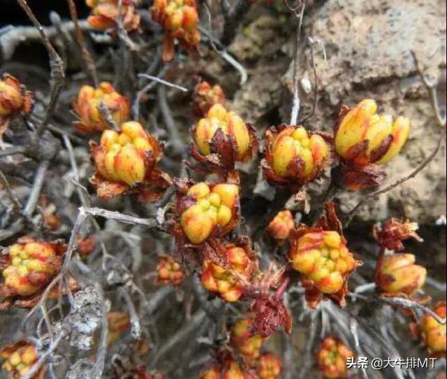 西甲加那利群岛 西班牙加那利群岛的莲花掌属介绍Aeonium(33)