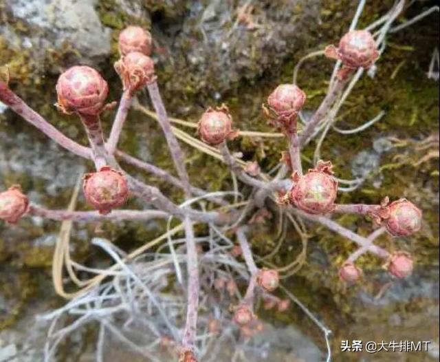 西甲加那利群岛 西班牙加那利群岛的莲花掌属介绍Aeonium(34)