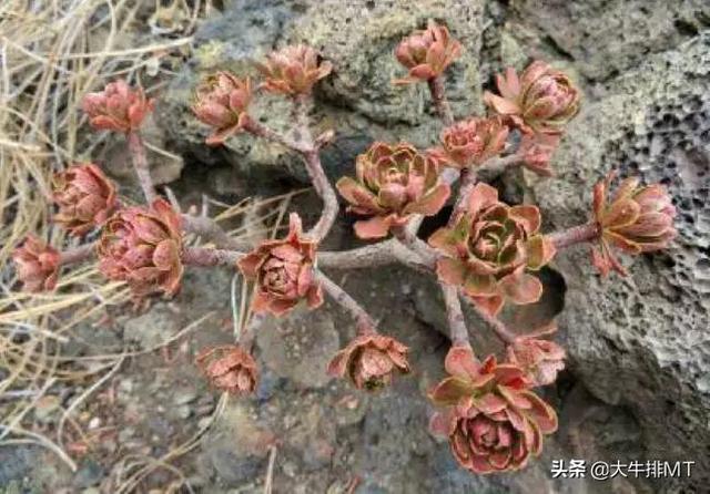西甲加那利群岛 西班牙加那利群岛的莲花掌属介绍Aeonium(35)