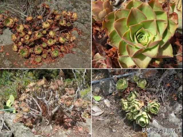 西甲加那利群岛 西班牙加那利群岛的莲花掌属介绍Aeonium(36)