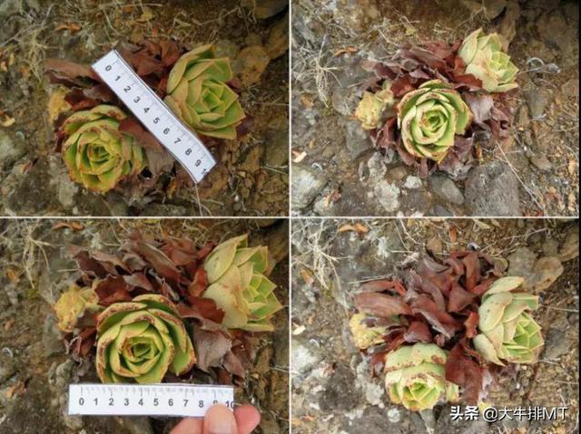 西甲加那利群岛 西班牙加那利群岛的莲花掌属介绍Aeonium(37)