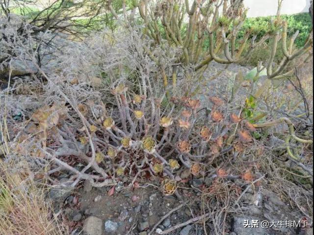 西甲加那利群岛 西班牙加那利群岛的莲花掌属介绍Aeonium(38)