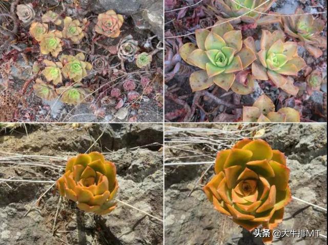 西甲加那利群岛 西班牙加那利群岛的莲花掌属介绍Aeonium(39)