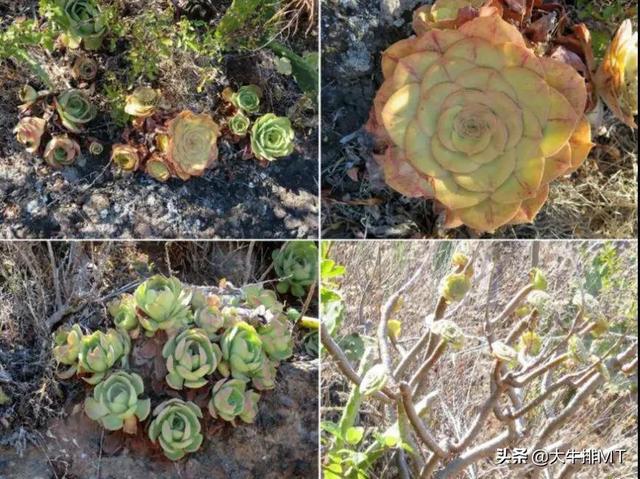 西甲加那利群岛 西班牙加那利群岛的莲花掌属介绍Aeonium(41)